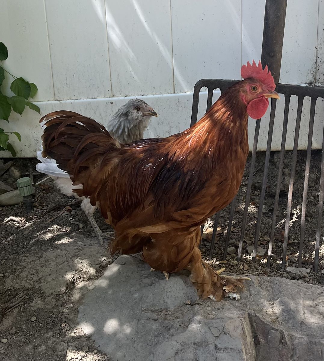 2 Bantam Roosters
