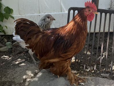 2 Bantam Roosters