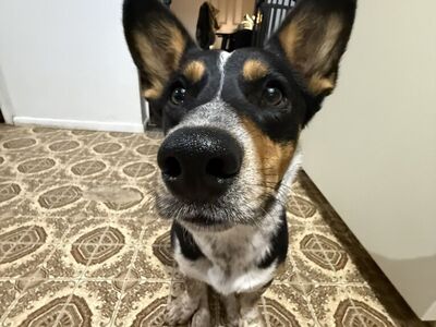 Cowboy Corgi (Red Heeler/Corgi)