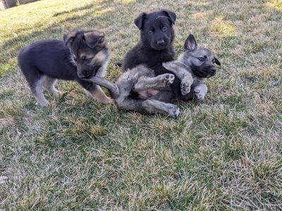 AKC Top quality German Shepherd Puppies