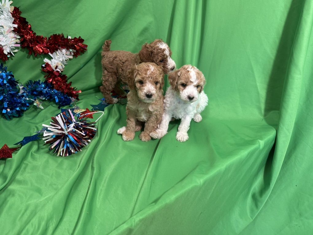 Akc Mini Poodle Pups