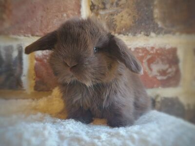 Chocolate Holland Lops