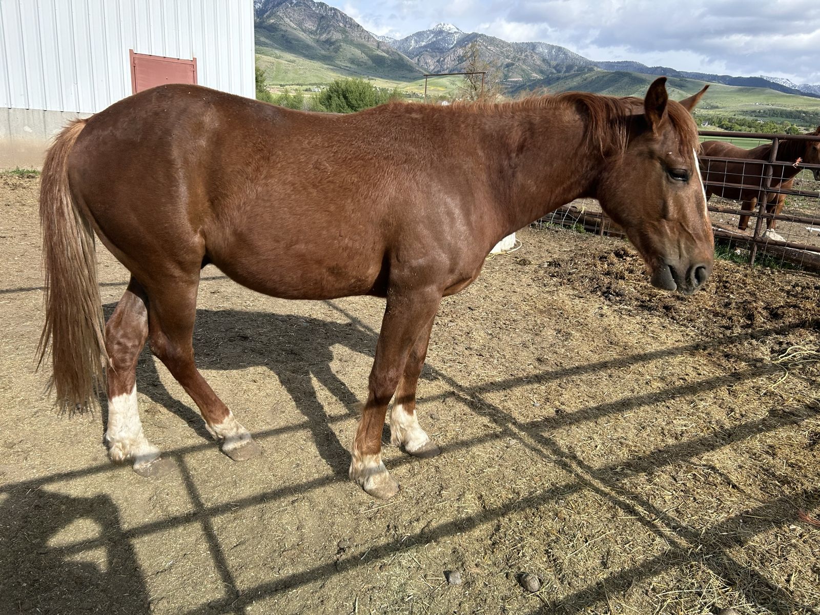 1/4 draft metallic cat gelding
