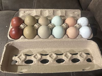 Variety Of Specialized Hatching Eggs