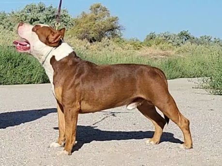Male American Pit Bull Terrier available to forever home