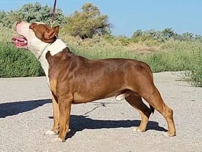 Male American Pit Bull Terrier available to forever home