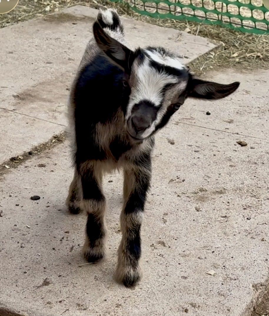 Nigerian Dwarf Bucklings (wethers)