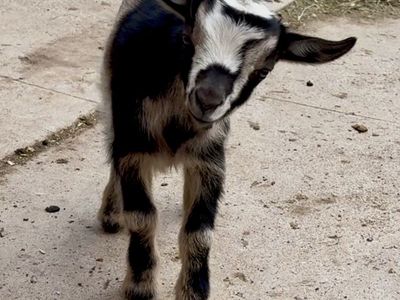 Nigerian Dwarf Bucklings (wethers)