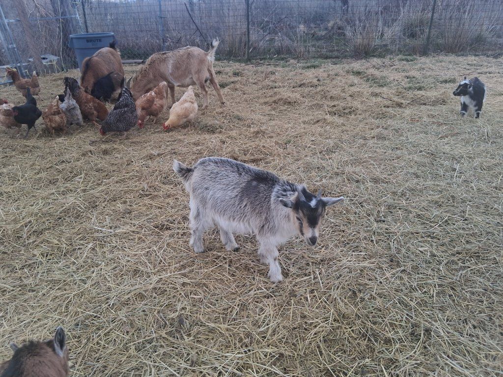 2 Month Old Goats