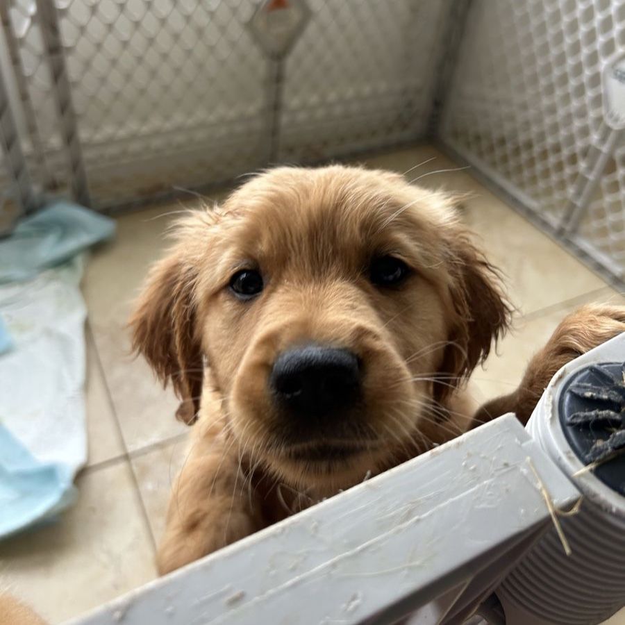 Pure Breed Golden Retrievers