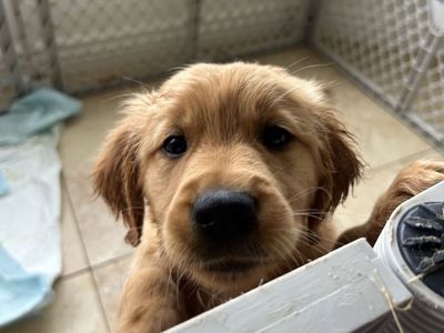 Pure Breed Golden Retrievers