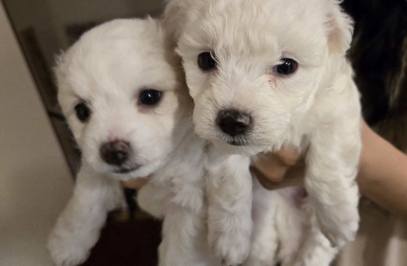 BICHON FRISE MALTESE MIX DOGS