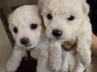 BICHON FRISE MALTESE MIX DOGS