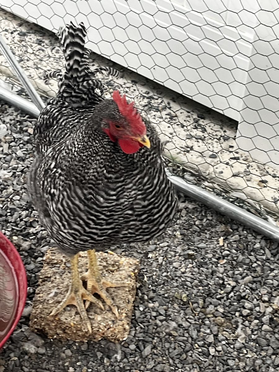 Barred Rock Rooster – 4.5 Months Old – Friendly