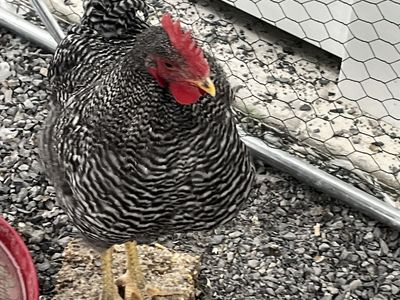 Barred Rock Rooster – 4.5 Months Old – Friendly