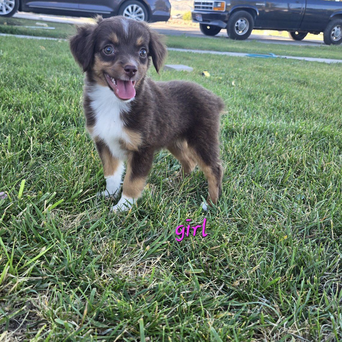 Toy Australian shepherds