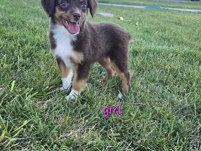 Toy Australian shepherds