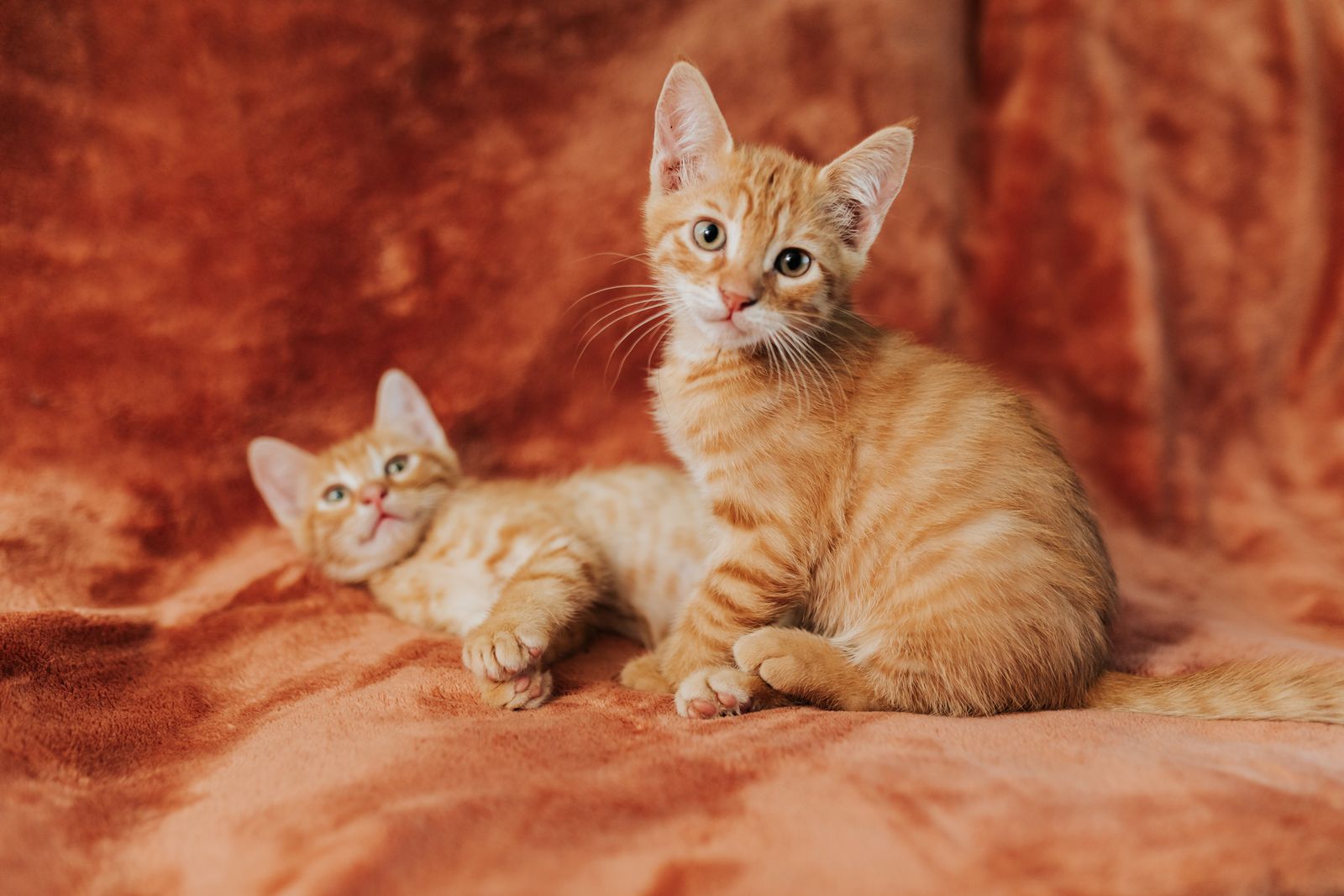 Kittens Looking for their People