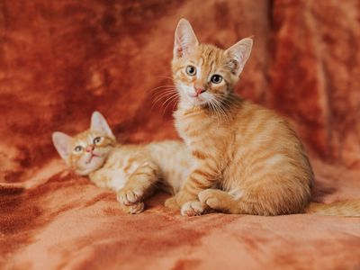 Kittens Looking for their People