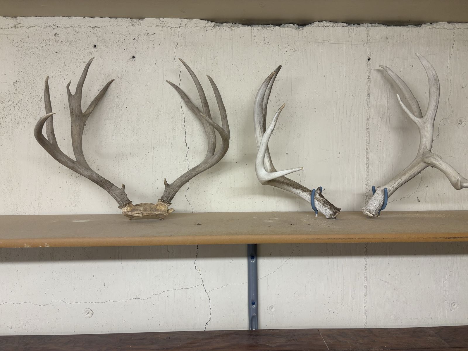 Mule deer horns