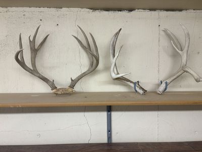 Mule deer horns