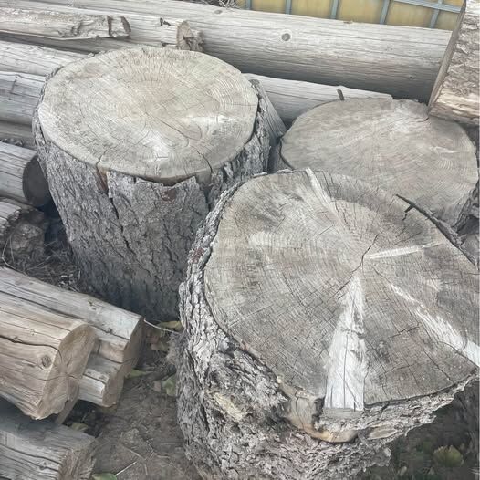 Huge Turning blanks-Spruce