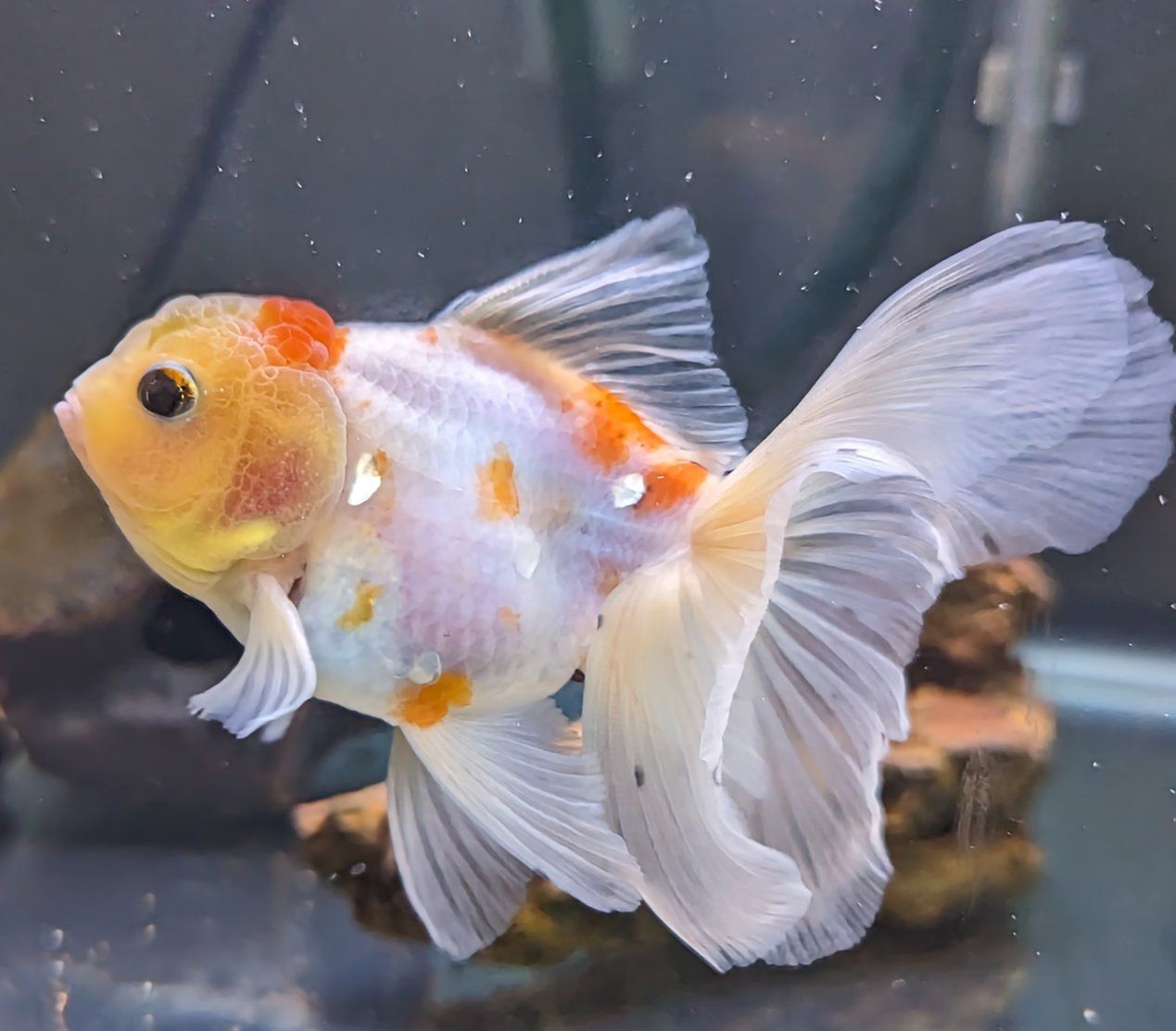 Rose tail Oranda goldfish