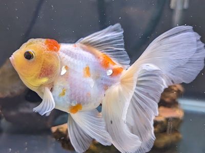 Rose tail Oranda goldfish