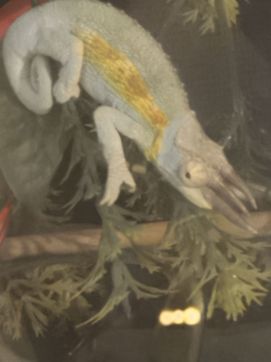 Juvenile Rainbow Jackson's Chameleon