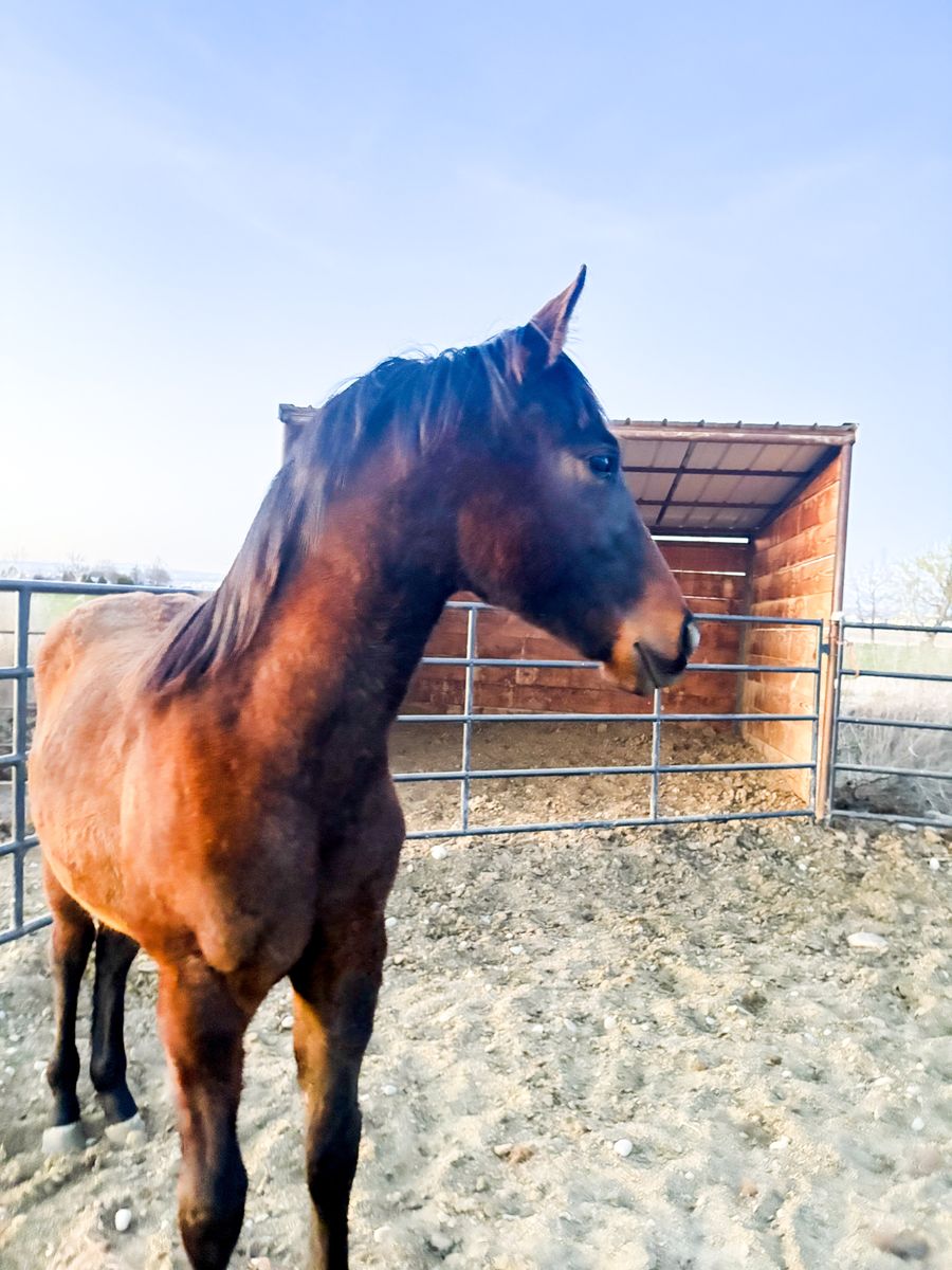 2025 AQHA Gelding with Incentives