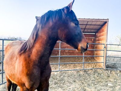 2025 AQHA Gelding with Incentives
