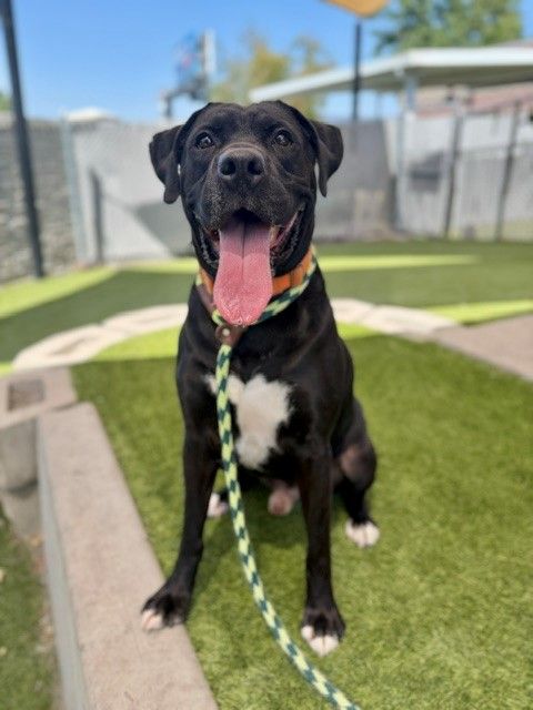 Available for Adoption! A129445 Melon