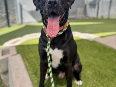 Available for Adoption! A129445 Melon