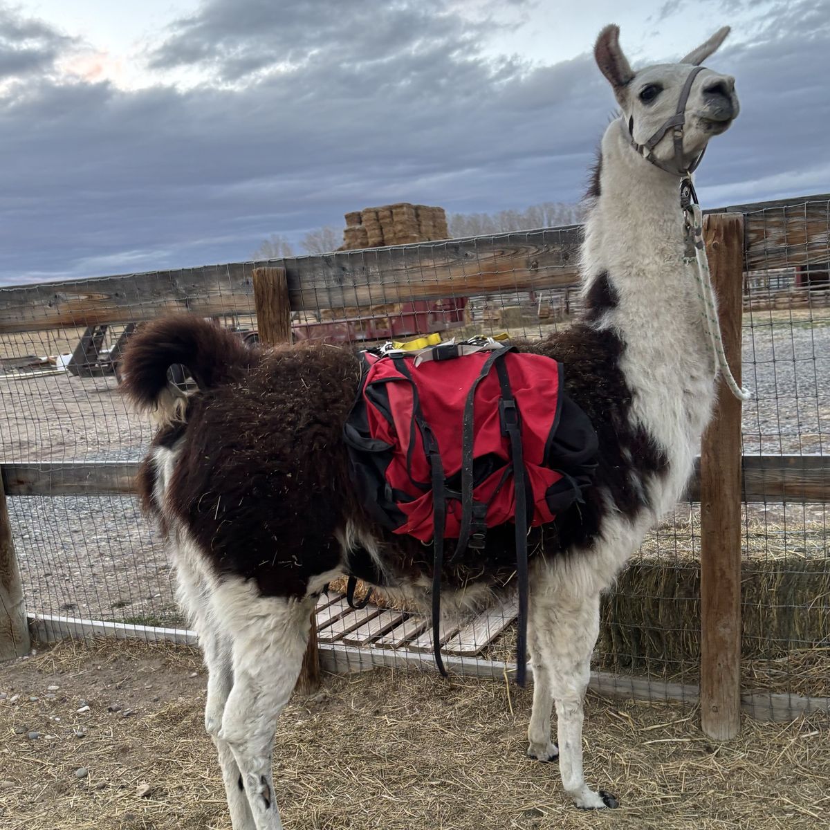 Pack Or Gaurd Llama