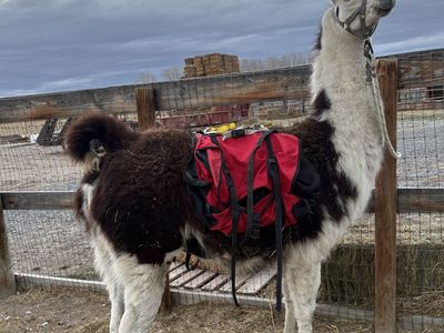 Pack Or Gaurd Llama