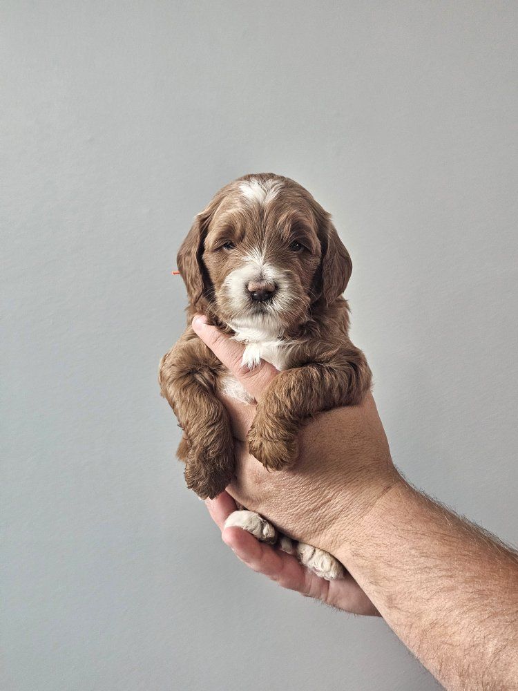 Adorable Mini Goldendoodle Puppies