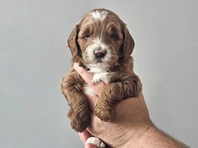 Adorable Mini Goldendoodle Puppies