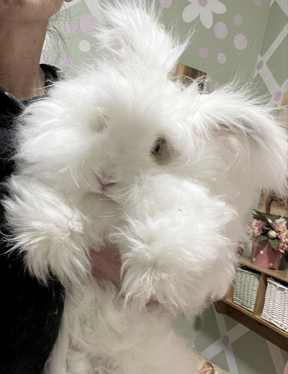 Fluffy Blue Eyed Broken Lynx English Angora Bunny Rabbit with Pedigree proven buck