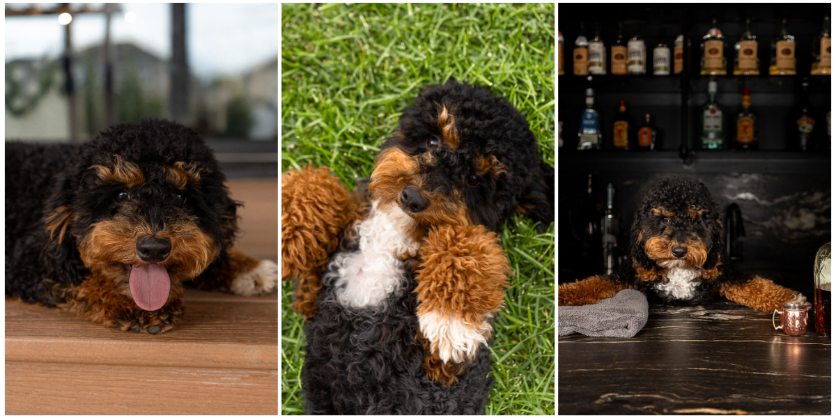 BEAUTIFUL TRI COLORED MINI POODLE STUD