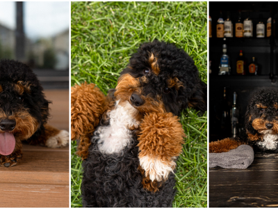 BEAUTIFUL TRI COLORED MINI POODLE STUD