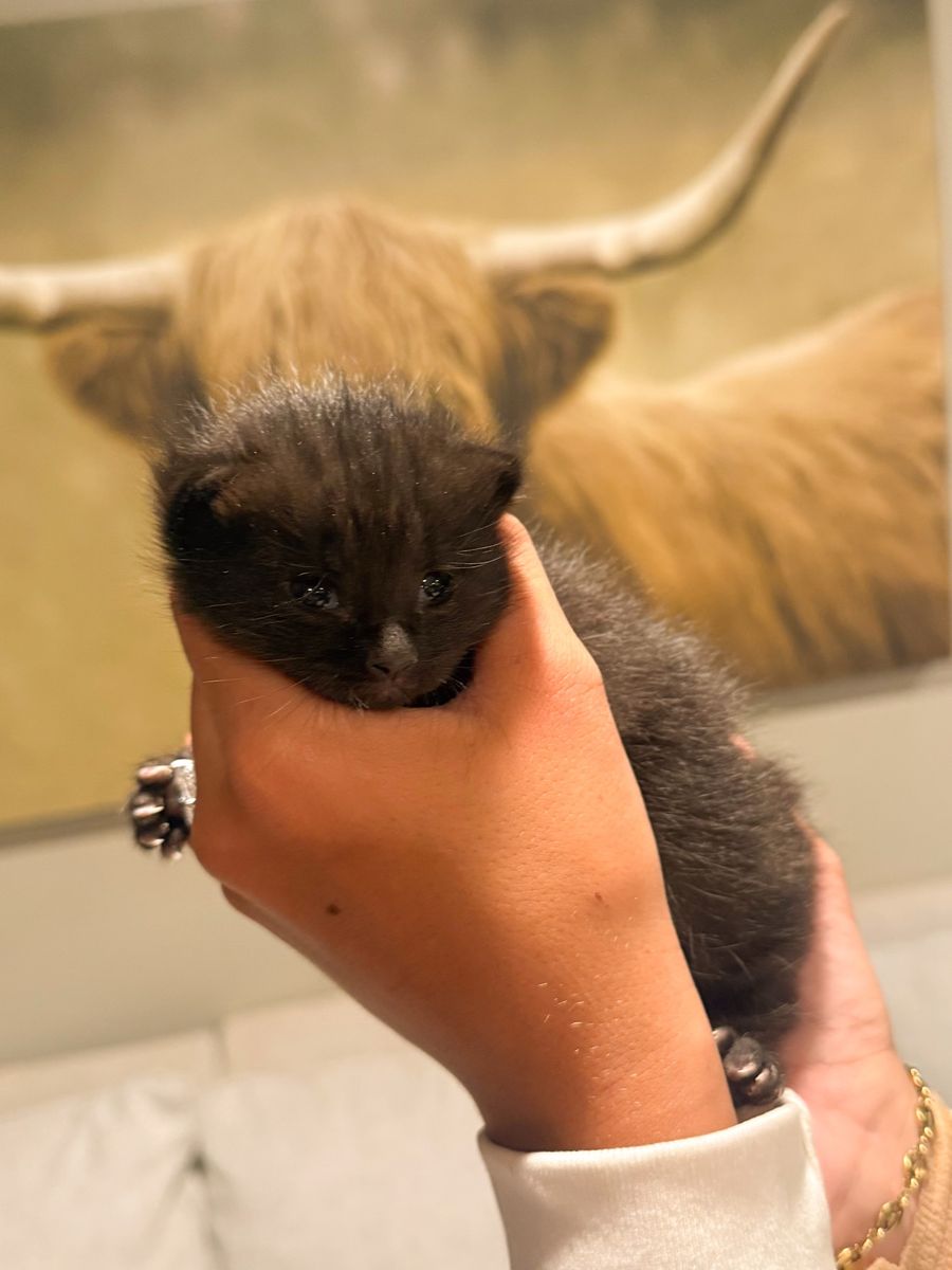 1/2 ragdoll female kitten