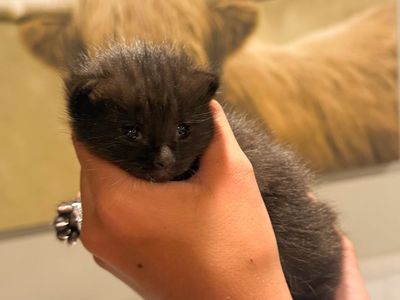 1/2 ragdoll female kitten