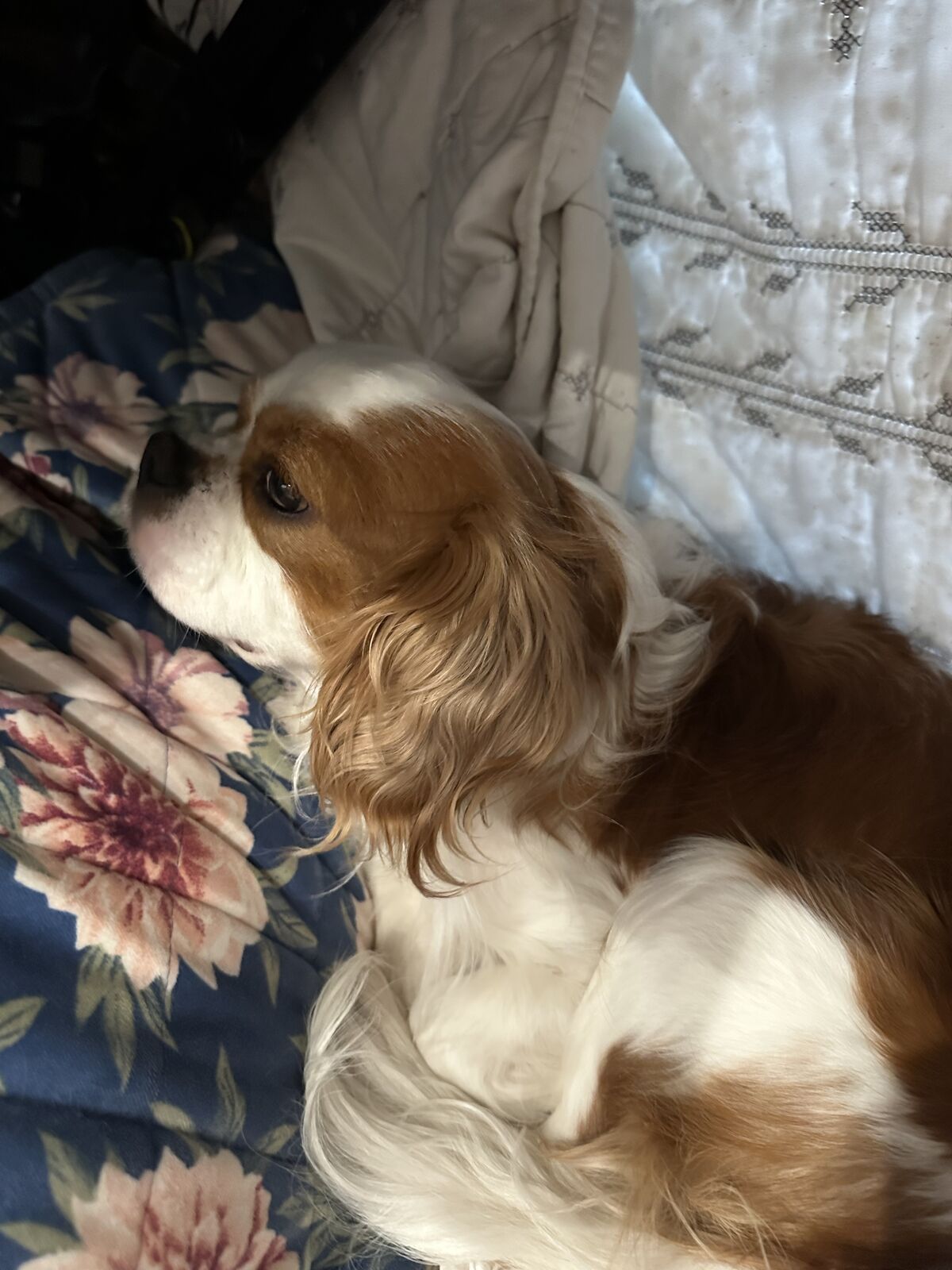Bentley-3 Year Old Cavalier
