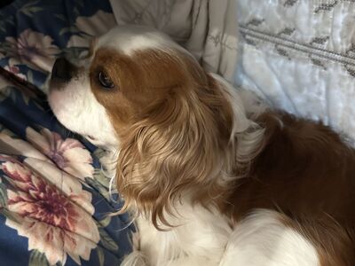 Bentley-3 Year Old Cavalier
