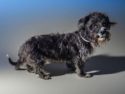 Meet HARRY the terrier