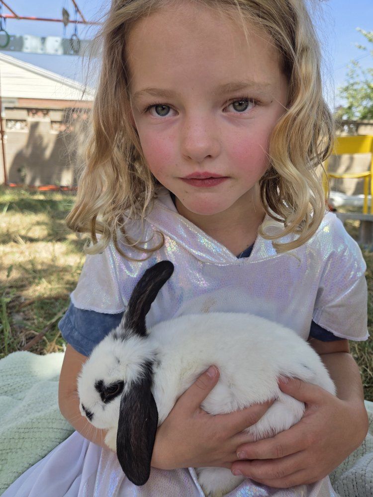 Purebred mini lops