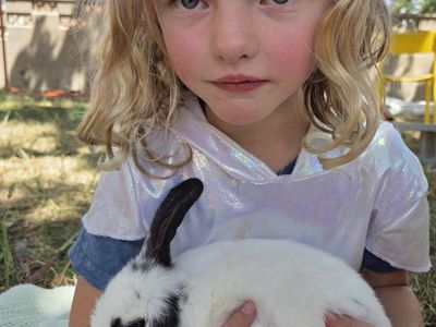 Purebred mini lops