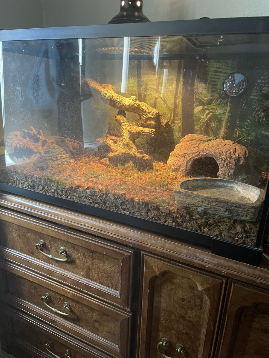 Ball Python and her things 