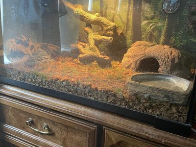 Ball Python and her things