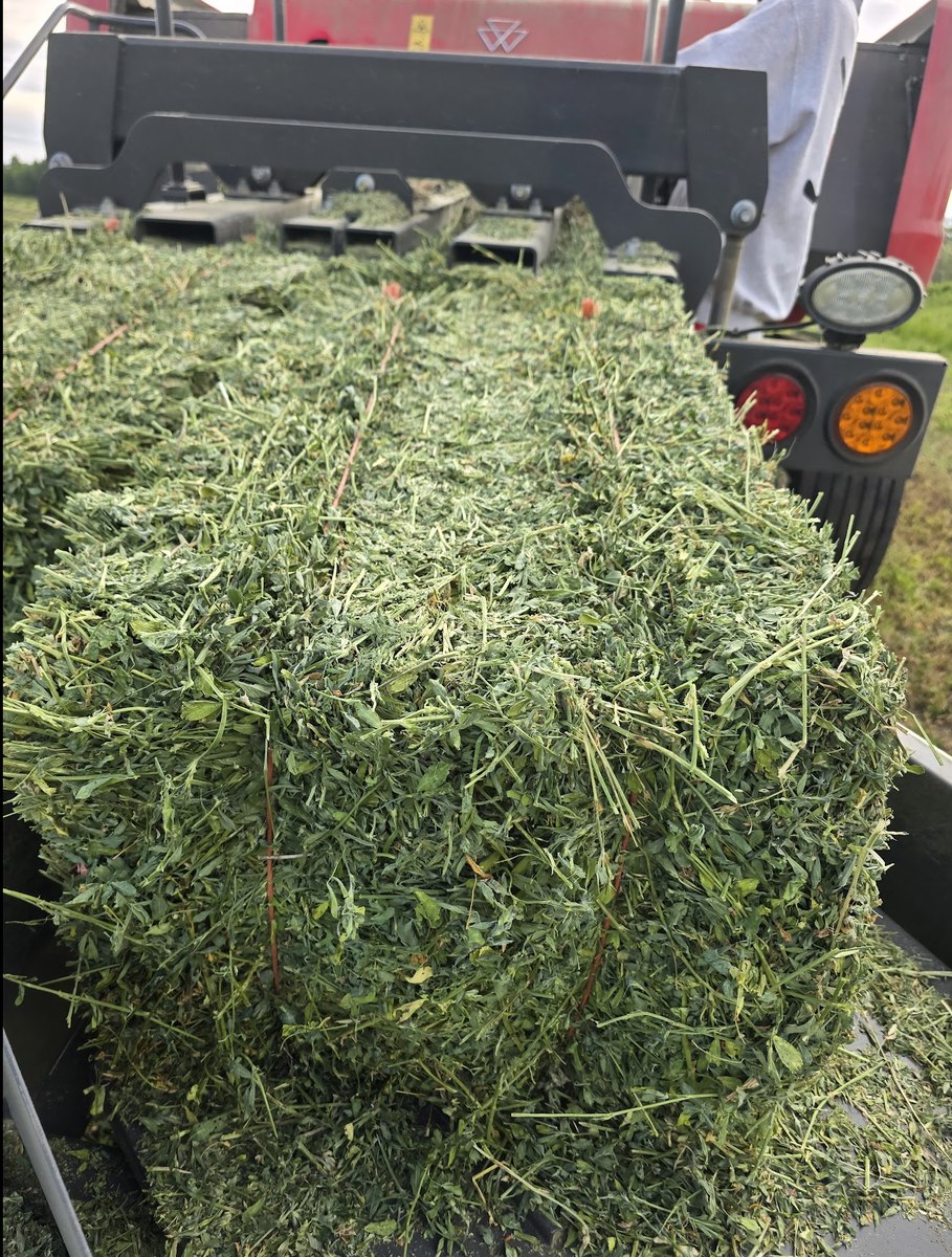 Hay